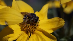 Bee Pollinator - 2021.05.17 (b)
