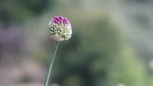 Allium sphaerocephalon, L.