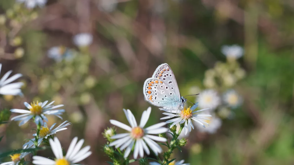 Butterfly in Lombardy region, Italy.