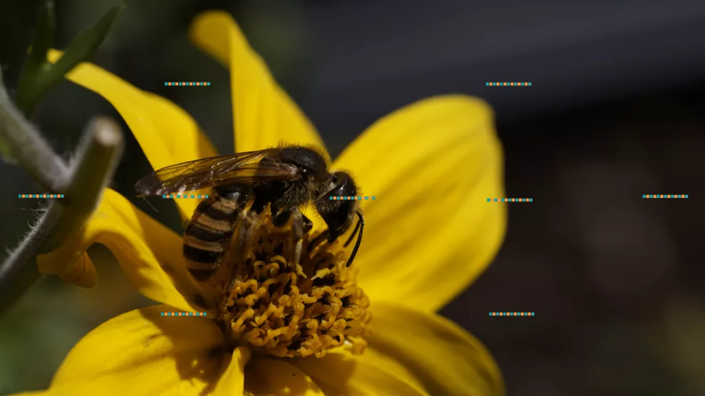 Macro photography close-up photography - Bee Pollinator