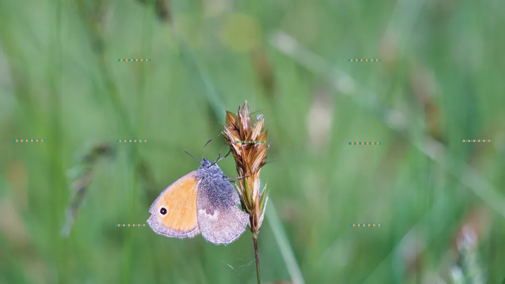 Coenonympha pamphilus, L.