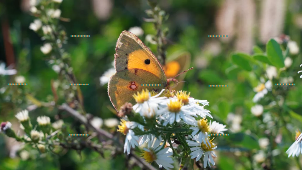 Colias croceus, on white flowers. Fall season