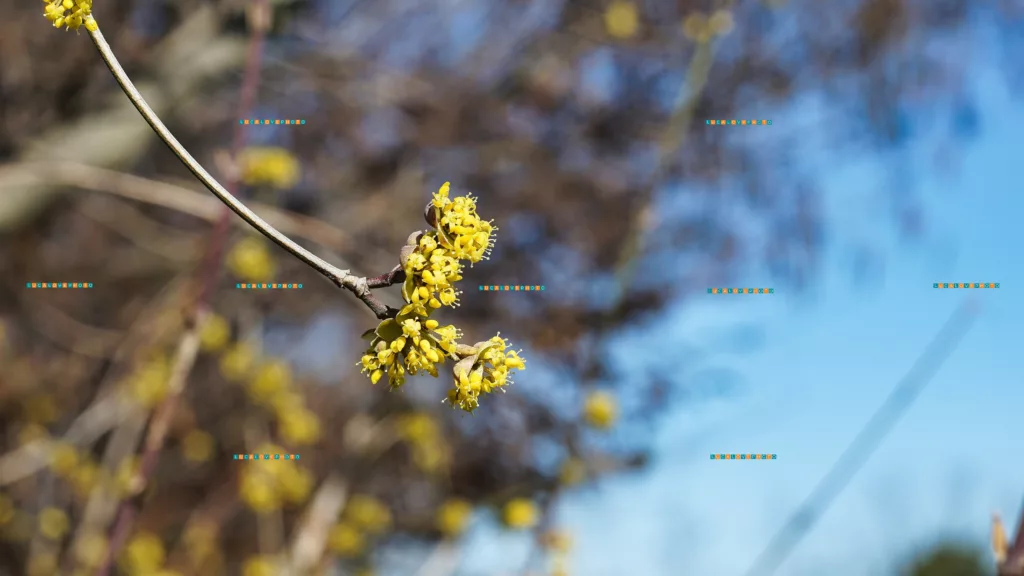 Cornus mas, L.