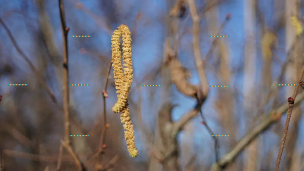 Corylus avellana, L.