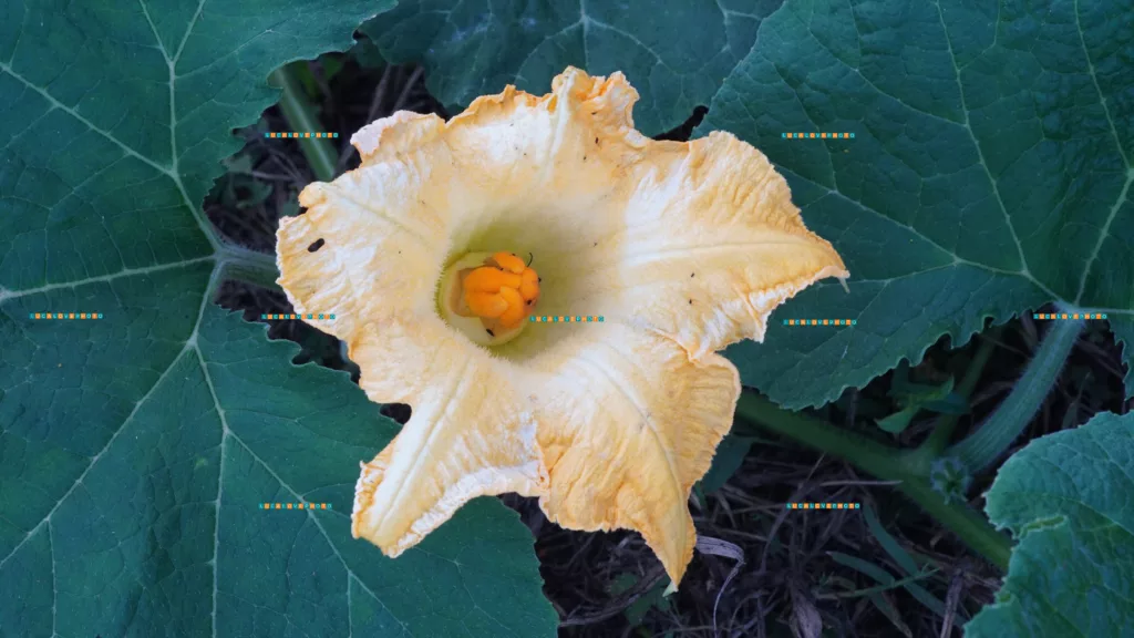 Cucurbita pepo, L.