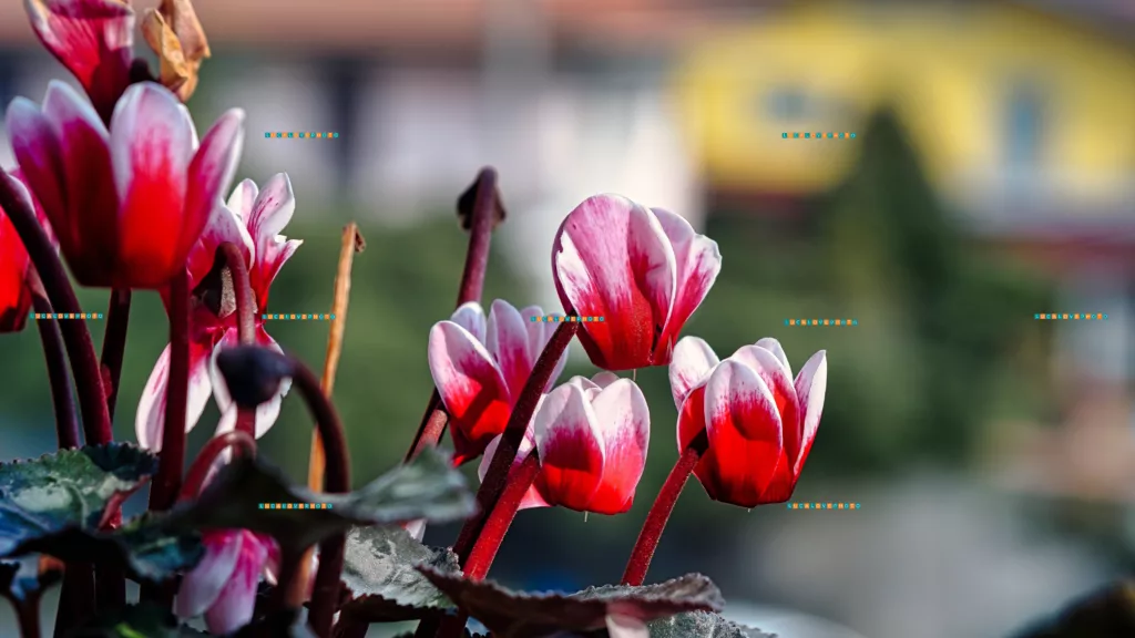 Sigma 28/70 F2.8|4.0 - Cyclamen persicum, Mill.