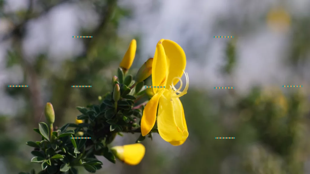 Cytisus scoparius, L.