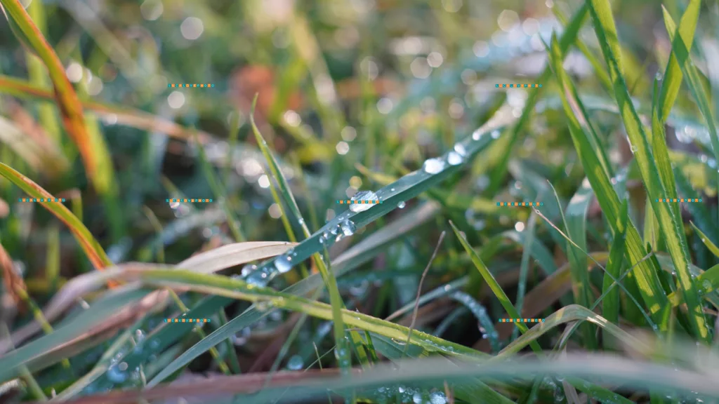 Helios 44M-6 58mm F2 - Dew drops, winter season