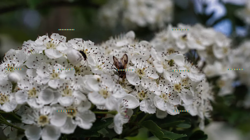 Carl Zeiss Jena Pancolar 50mm F1.8 - Ectophasia crassipennis, Fabricius