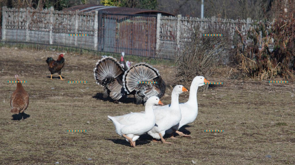 Tokina 135mm F2.8 - Farm's animals