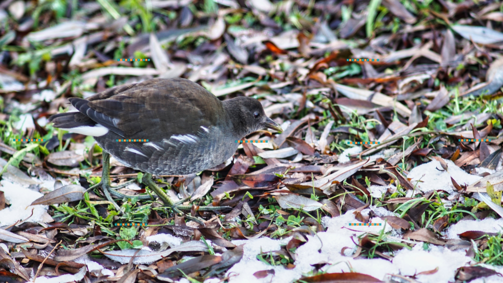 Tokina 135mm F2.8 - Fulica chloropus, L.