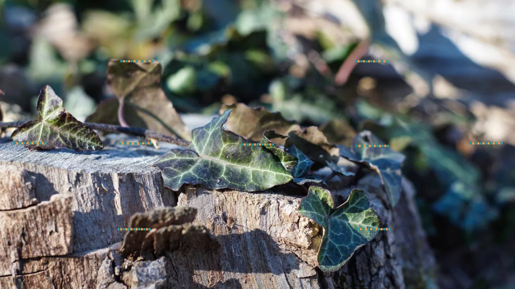 Hedera helix, L. leaves