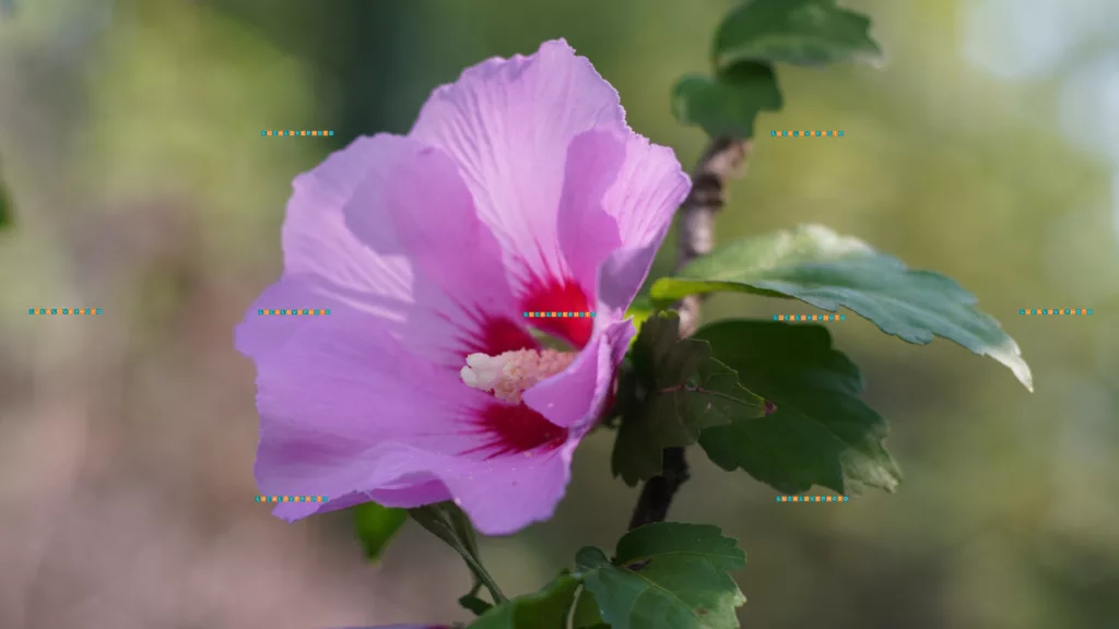 Hibiscus syriacus, L.