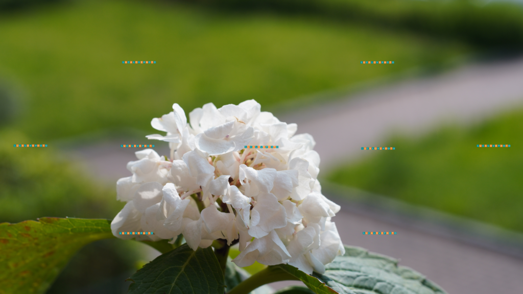 Hydrangea macrophylla Beautensia, nc