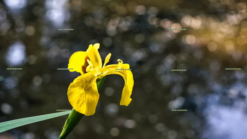 Iris pseudacorus, L 