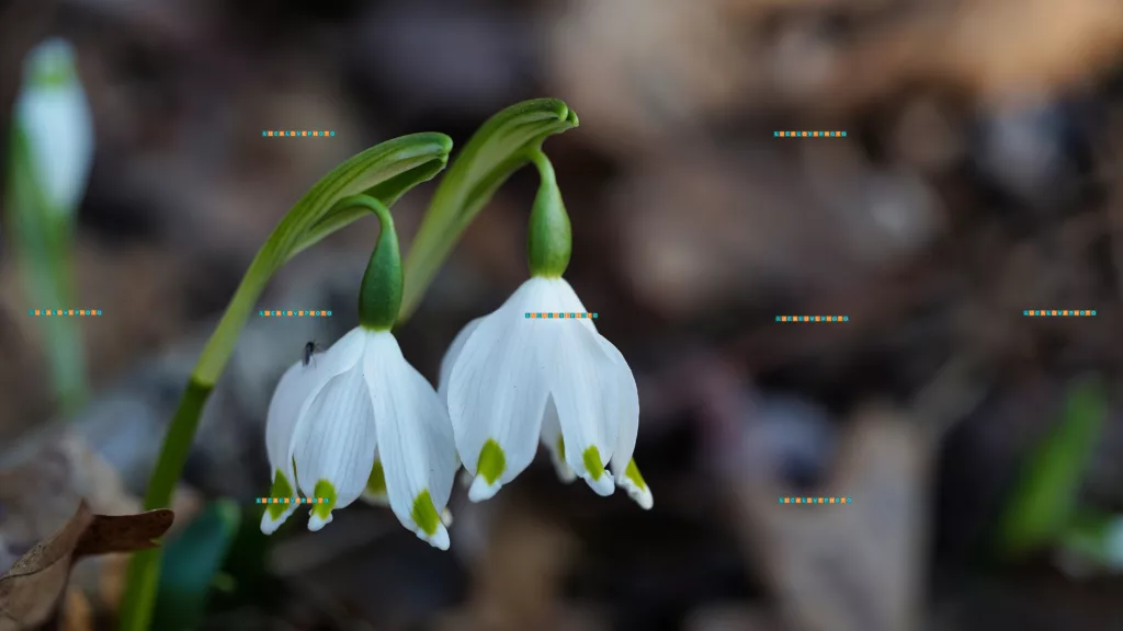 Leucojum vernum, L.