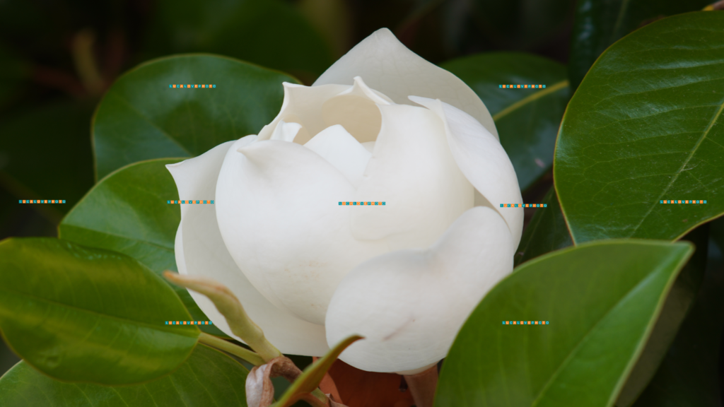 Magnolia grandiflora, L.
