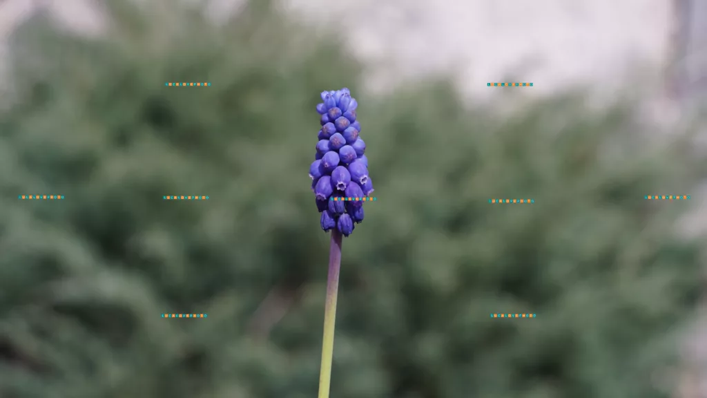 Minolta 50mm F2.0 - Muscari neglectum, Guss.