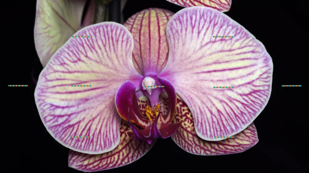 Phalenopsis color mix, hybrid