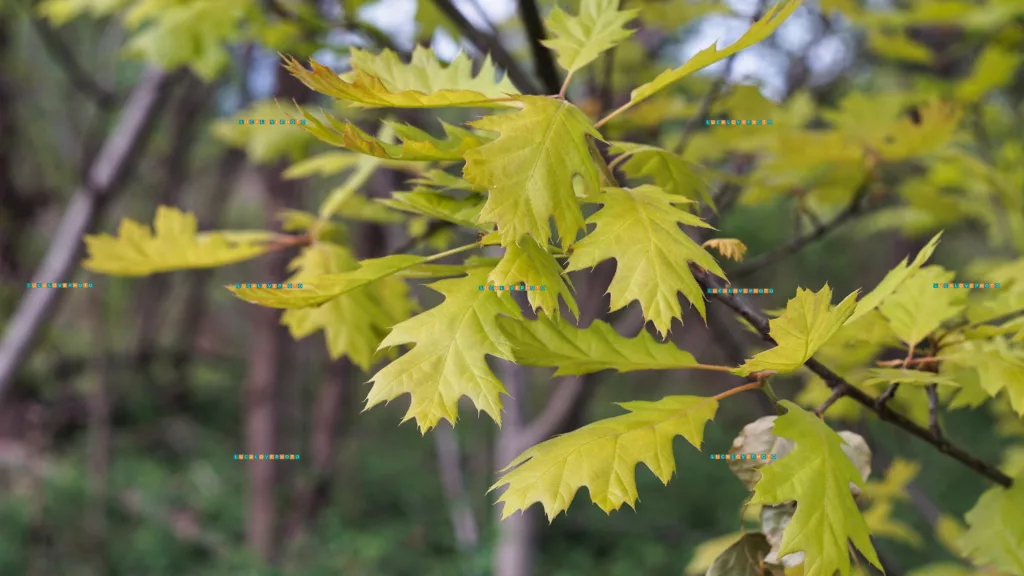 Carl Zeiss Jena Pancolar 50mm F1.8 - Quercus rubra, L.