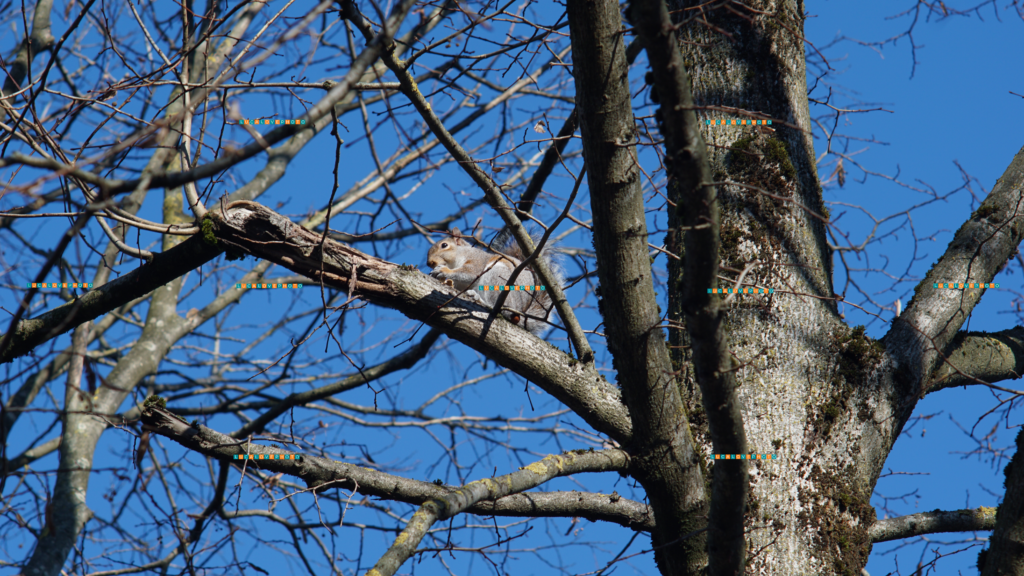 Tokina 135mm F2.8 - Sciurus carolinensis, Gmelin