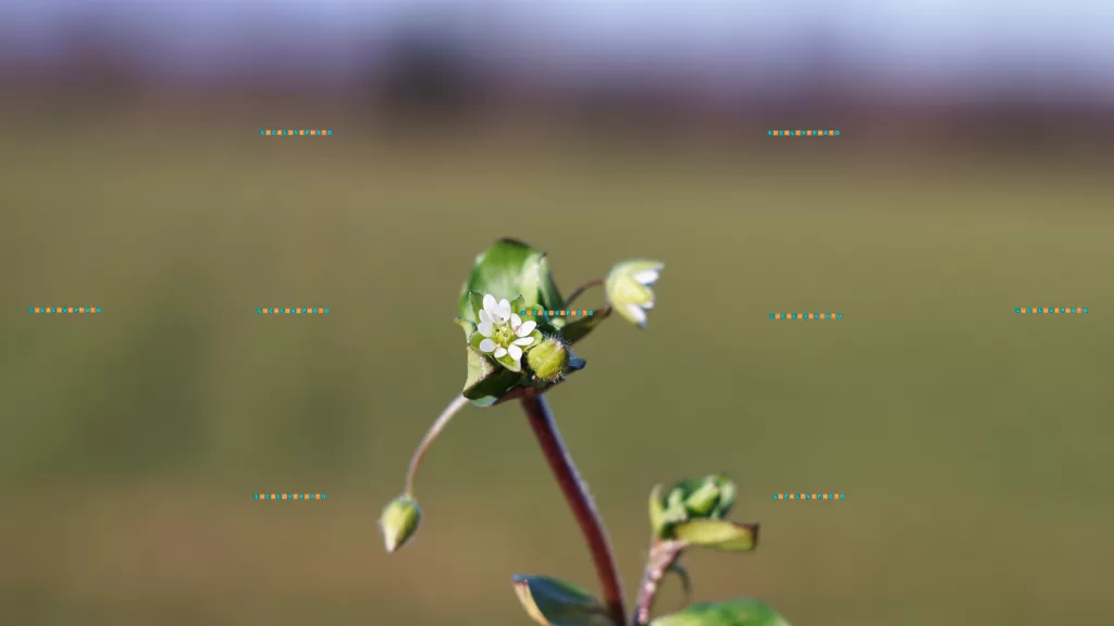 Stellaria media, L.