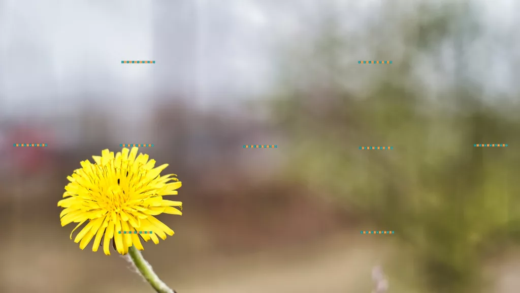 Taraxacum officinale, Weber