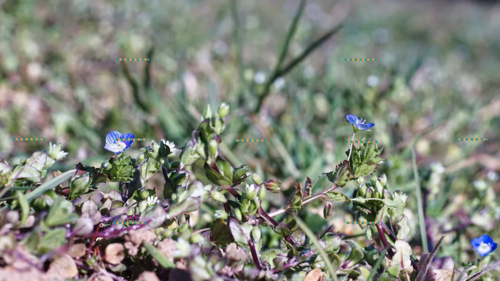 Veronica persica, Poir