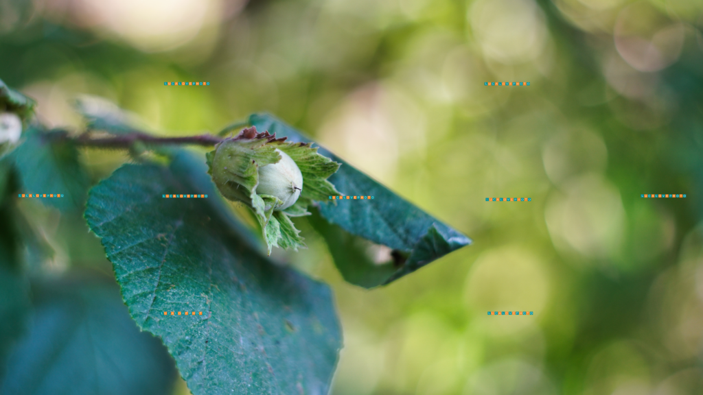 Wild hazelnut bokeh - Revuenon 50mm F1.8