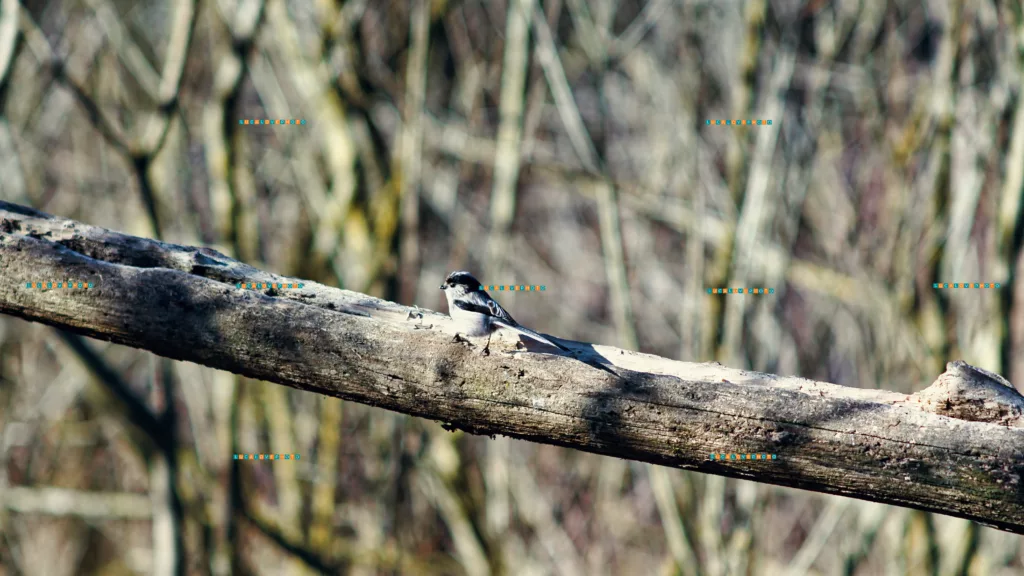 Minolta 135mm - Aegithalos caudatus, L.