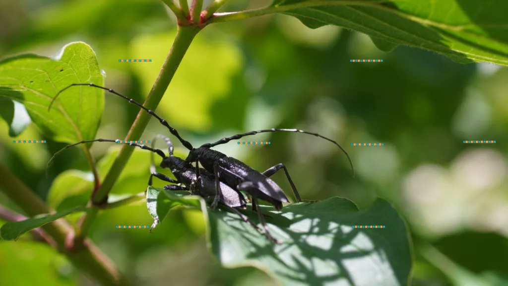 Agapanthia cardui, L.