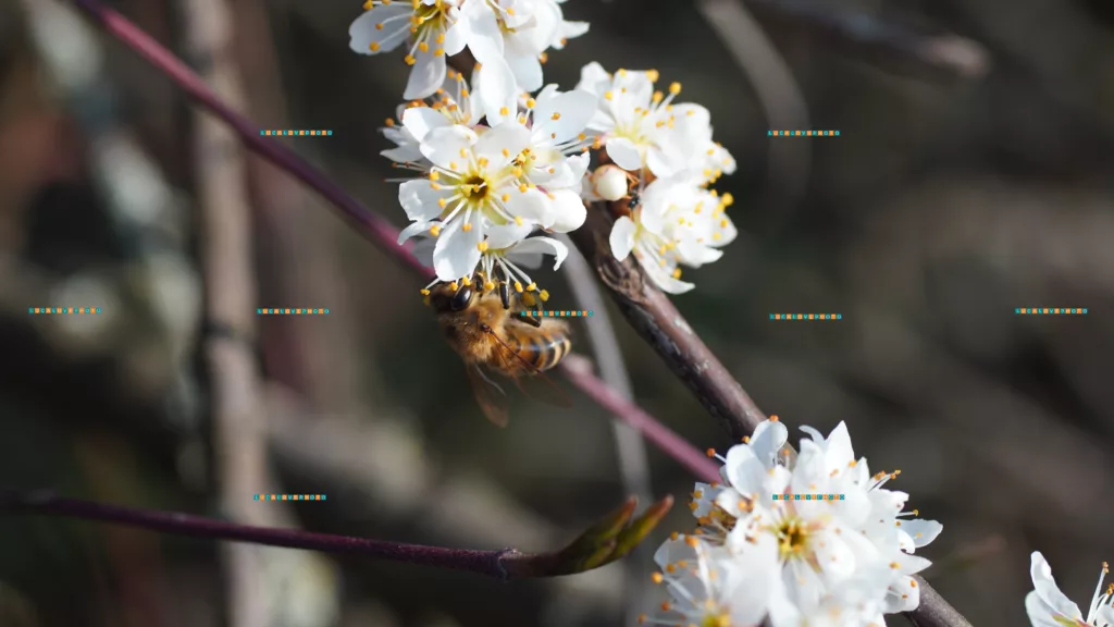 Bee pollinator