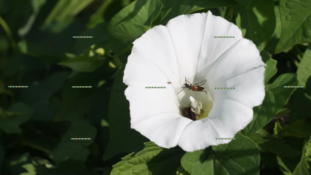 Calystegia sepium, R. Br.