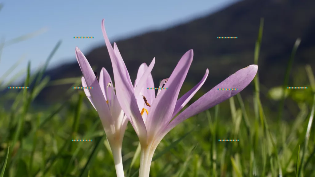 Colchicum multiflorum, Brot.