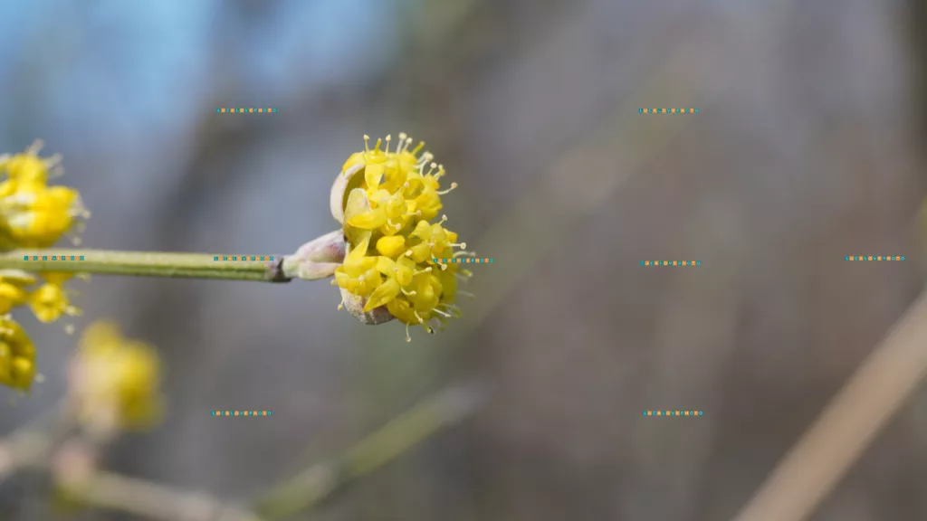 Cornus mas, L.