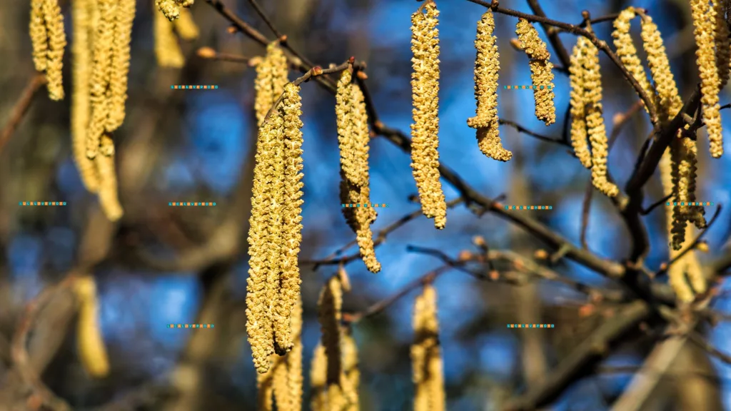 Minolta 135mm - Corylus avellana, L. (Male catkins)