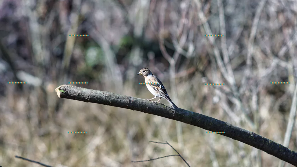 Minolta 135mm - Fringilla montifringilla, L.