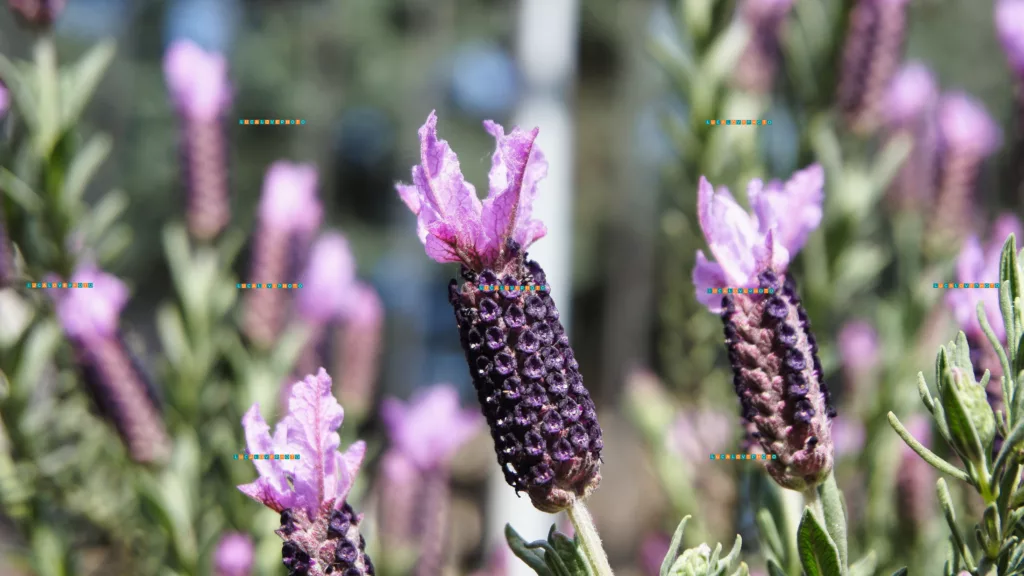 Lavandula stoechas, L.