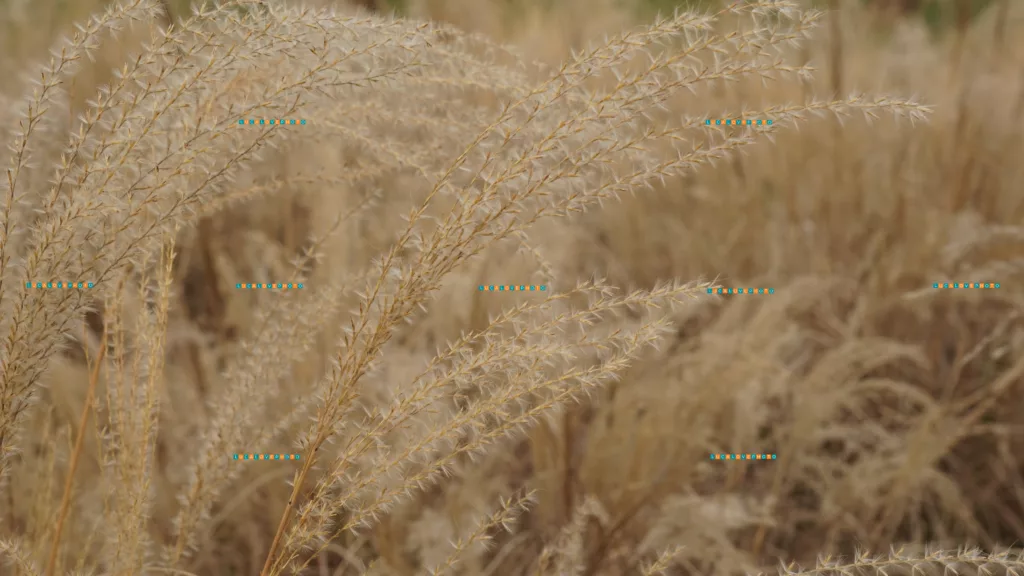 Sigma 28/70 F2.8|4.0 - Miscanthus sinensis, Andersson