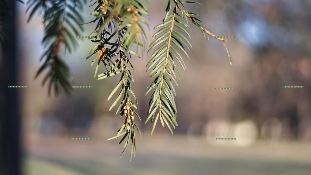 Taxus baccata, L. - Minolta 135nn