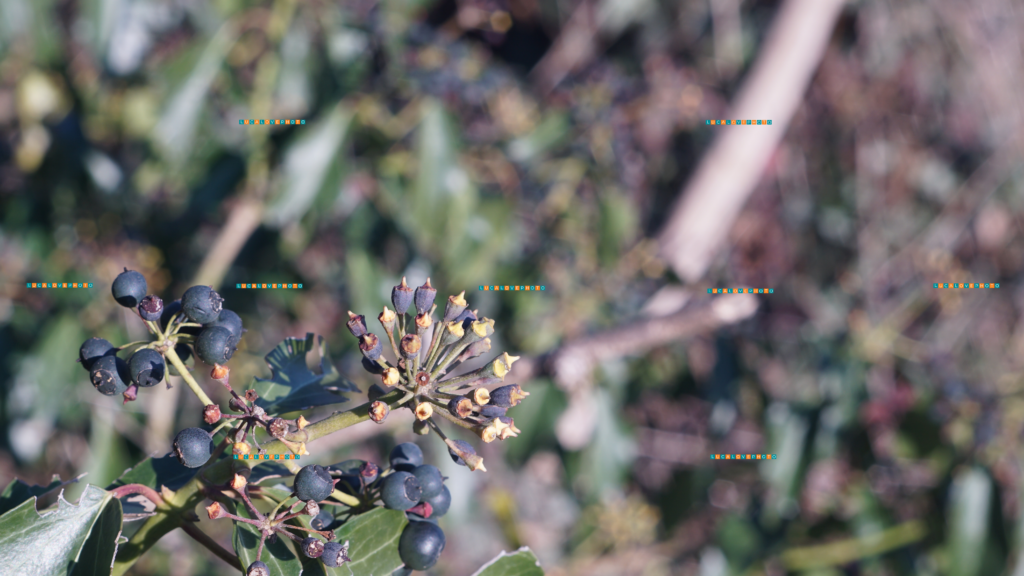 Minolta MC 58mm F1.4 - Hedera helix, L. - berries