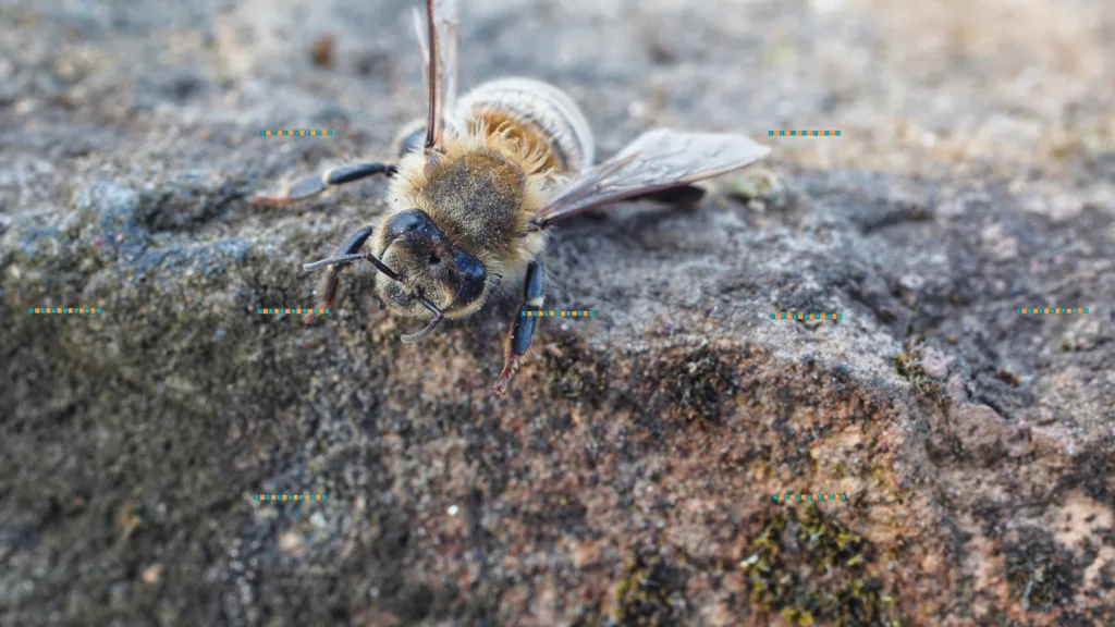 Honey bee on brick - Macro