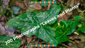 200 Photos Leaves and Plants - Post Cover