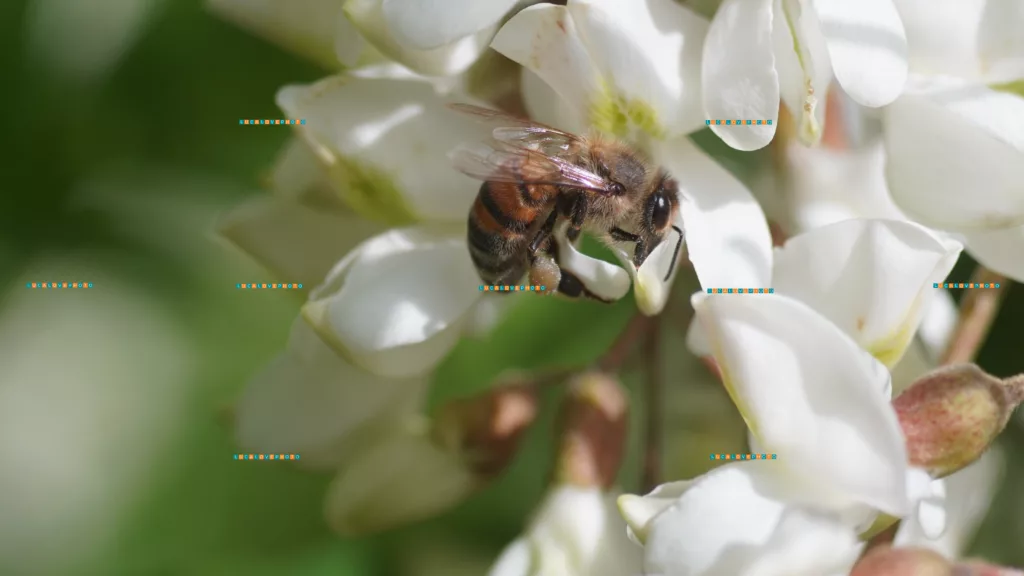 Apis mellifera, L.