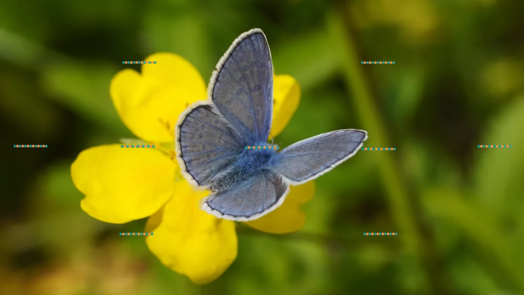 Polyommatus icarus, Rottemburg